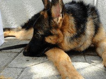 如何防止德国牧羊犬咬鞋子？（宠物爱咬鞋子的原因与解决方法）