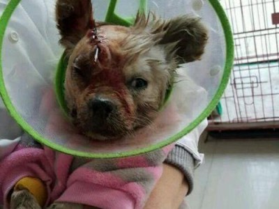狗狗不吃饭还鼻子流血的原因及应对方法（揭开狗狗不吃饭和鼻子流血的谜团，保护它的健康）