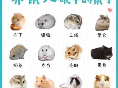 如何判断仓鼠的年龄？（快速准确判断仓鼠年龄的关键方法）
