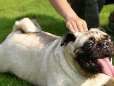以巴哥犬月子餐（以巴哥犬月子餐的重要性与营养需求）