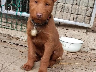 智商高却不适合作警犬的狗狗（中华田园犬是明智之选）