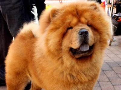 为什么松狮犬是最好的宠物狗？（探索松狮犬的优点和魅力）