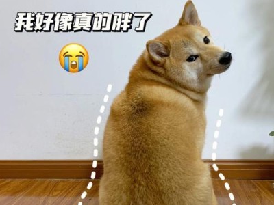 如何让狗狗健康增重（科学饮食和适当运动，帮助瘦狗恢复健康）