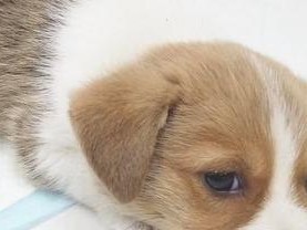 狗狗为何会咳嗽？解析常见原因（了解这些原因，让狗狗健康快乐）