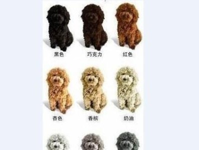 探究泰迪价格的因素及其影响（了解泰迪价格背后的因素与变动）