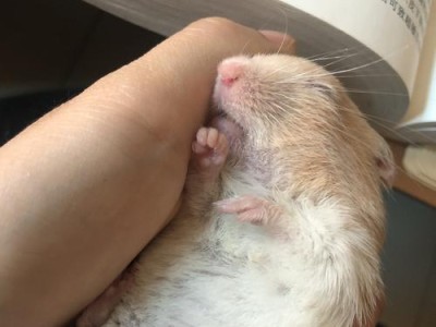 仓鼠掉毛的原因和应对方法（仓鼠掉毛可能出现的原因和应对方法，让你的宠物恢复健康）