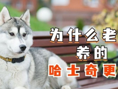 三个月左右的哈士奇怎么养？（从饮食到训练，全面指南帮你照顾好哈士奇）