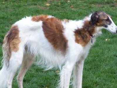 如何饲养法老王猎犬？（了解关键知识，让你的法老王猎犬健康成长）