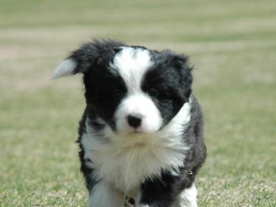 如何养好一只边境牧羊犬（以宠物为主，让它成为你生活中的好伴侣）