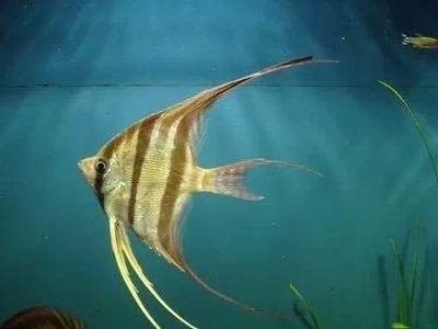 埃及神仙鱼的饲养方法（打造幸福的宠物生活）