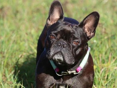 法国斗牛犬价格杂谈——品质对法牛价格的影响（深入探讨法国斗牛犬价格波动的原因和趋势）