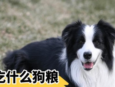 五个月边牧的饮食需求（以合适的狗粮满足健康成长）