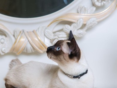 曼岛无尾猫的饲养方法（了解无尾猫的习性，让饲养更科学）