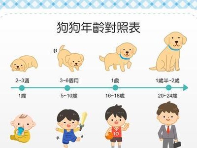 揭秘狗狗年龄换算表，你家狗相当于人几岁？（通过狗狗年龄换算表了解你家宠物的成长与健康）