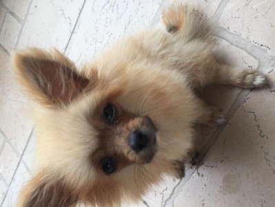 六个月大的博美狗狗如何领会家（宠物狗的成长与养护）