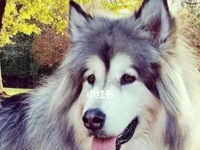 如何应对阿拉斯加犬的换毛期（宠物犬犬主们必须知道的换毛期生存指南）