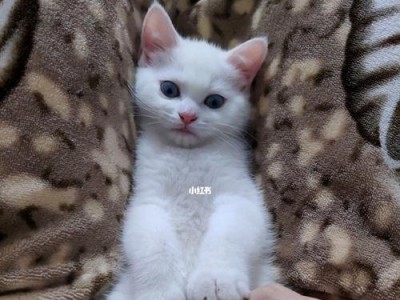 如何正确应对宠物小猫的咬人行为？（小猫爱咬人怎么办？养猫初学者必备指南！）