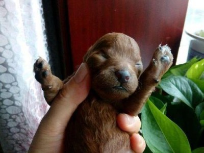泰迪犬生产难产的原因与解决方法（探究泰迪犬生产难产的常见原因以及应对策略）