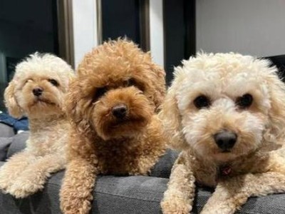 贵宾犬断尾的争议与影响（解析断尾对贵宾犬的好处和争议点）